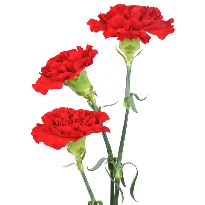 Fresh Cut Carnations Wholesale from Yunnan Base, Direct Delivery to Flower Shops, Suitable for Home Arrangements, Mother's Day, and Teacher's Day Bouquet Combinations