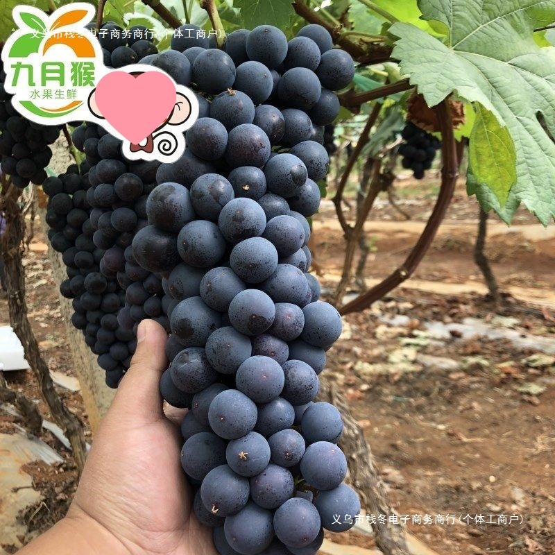 Yunnan Seedless Summer Black Grapes, Fresh Seasonal Seedless Black Grapes, Fruit for Pregnant Women, Whole Box of Black Currants, Green Food