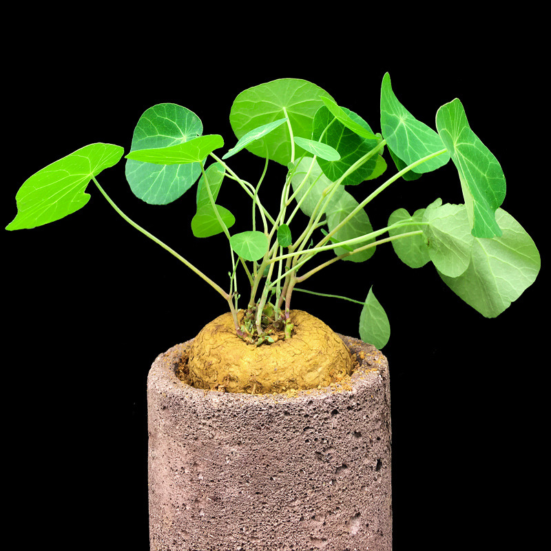 Mountain Turtle Seed Ball Climbing Vine Plant Thousand Gold Vine Seed Ball Green Red Vine Gold Does Not Change Hydroponic Soil Culture Germination Alpine Turtle