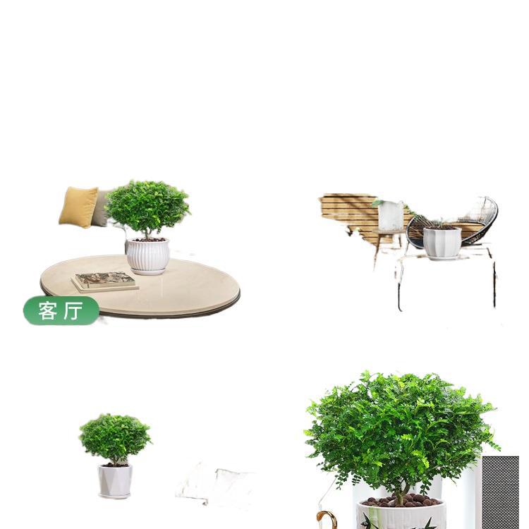 Fragrant Pepper Wood Potted Green Plants, Mosquito Repellent Grass, Flower Plants, Indoor Saplings, Nine-Mile Fragrant Old Stump Bonsai