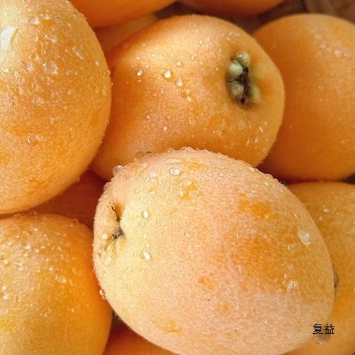 Yunnan Mengzi Loquat Fresh Net Weight for Pregnant Women, Seasonal Large Fruit, Freshly Picked and Grown Fruit, Free Shipping