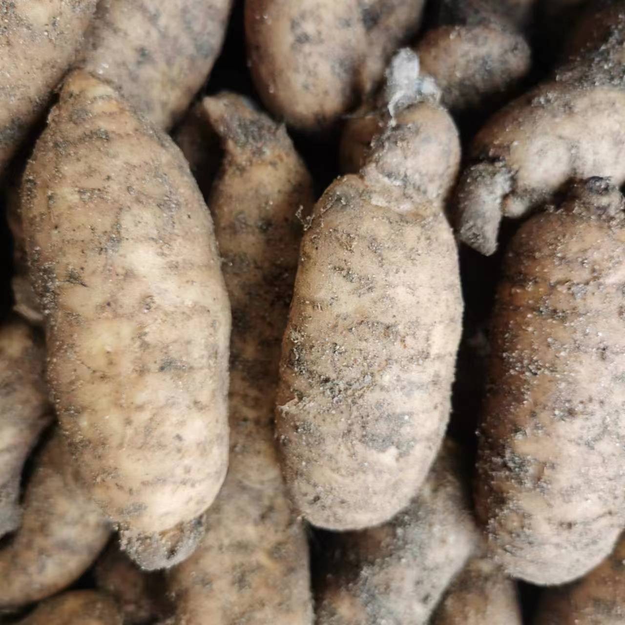 Свежая гастродия элата, выставка уличных киосков на улице Цзяньху, популярное предложение для гостиничного и ресторанного обслуживания, съедобная гастродия элата, только что выкопанная на месте происхождения