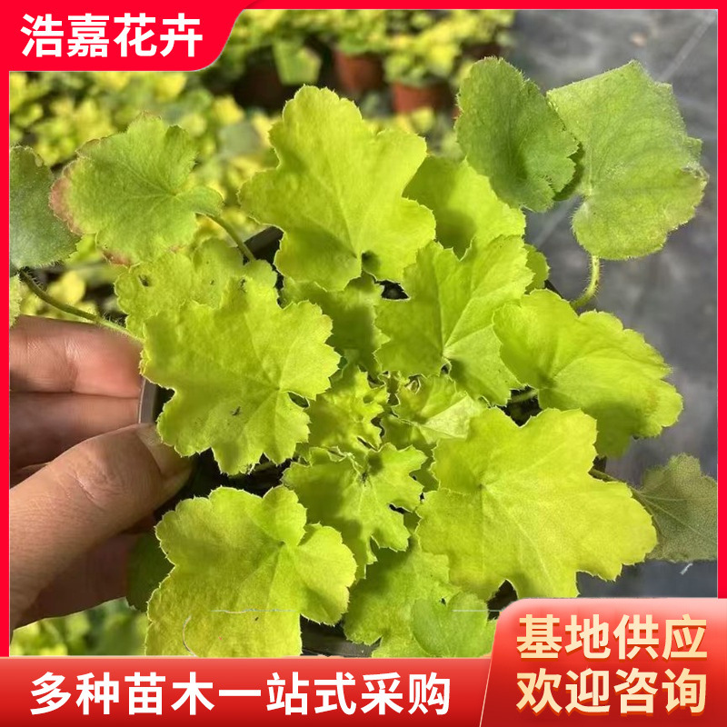 Multi-Color Green Leaf Alum Root Seedlings Potted Plants, Cold-Resistant and Cold-Resistant Potted Plants, Easy to Grow Indoor Foliage Flower Seedlings, Alum Root Seedlings