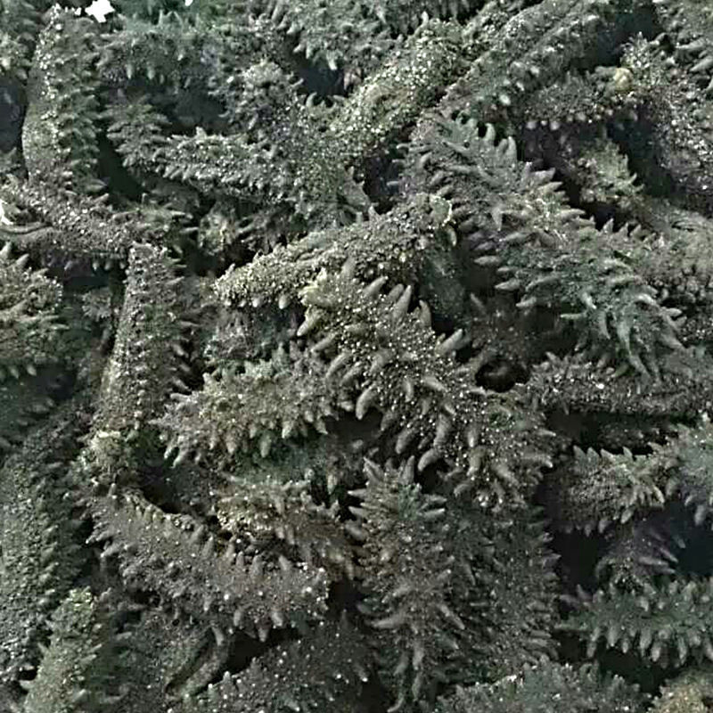 [Postage] Liaoshen Dry Goods 500g Dalian Deep Sea Liao Apostichopus japonicus Sea Seepage 3 Gift Box Non-instant Imported Light