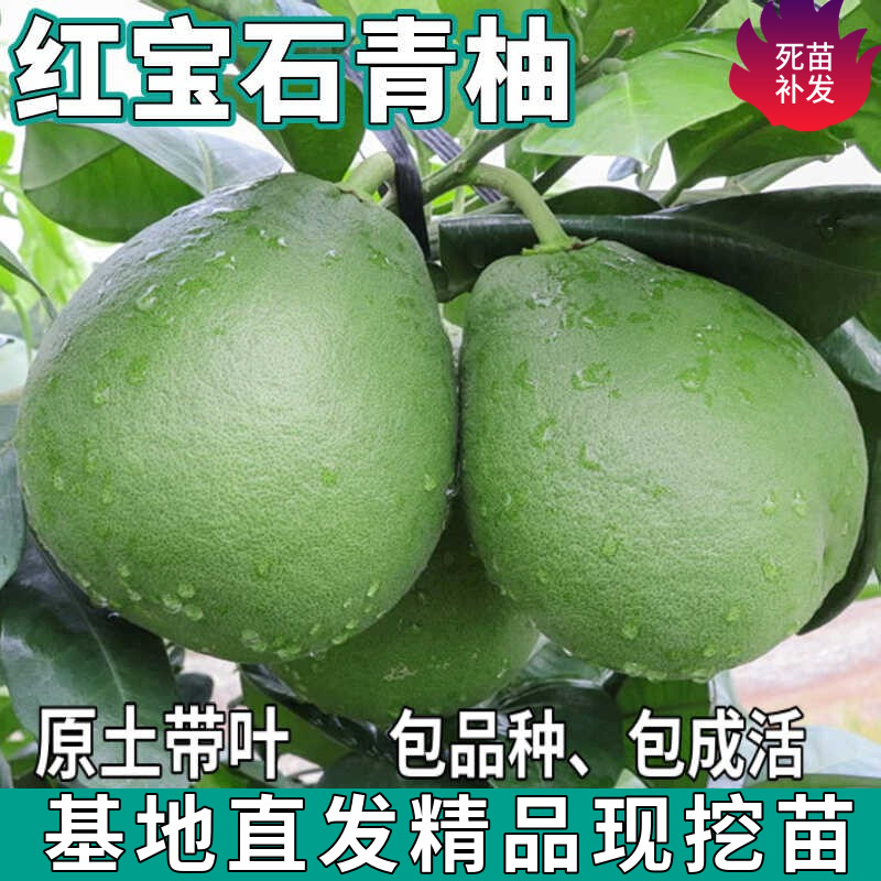 Саженцы зеленого помело Thai Ruby, крупные плодовые деревья для северных и южных садов, привитые саженцы помело