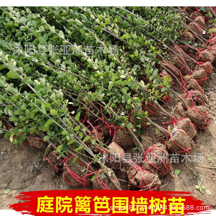 Саженцы самшита Хоккайдо для живой изгороди, вечнозеленые саженцы, крупнолистный самшит оптом