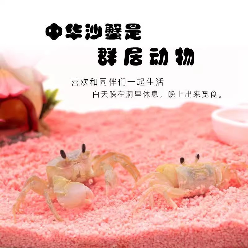 Chinese Sand Crab Watermelon Crab Sand Crab Desktop Pet Chili Crab Lazy Pet Hermit Crab Mixed Night Market Stall