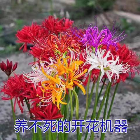 Base Wholesale Bianhua Seeds Manzhushahua Potted Bianhua Seed Bulbs Lycoris Flowers Indoor Four-Season Florals