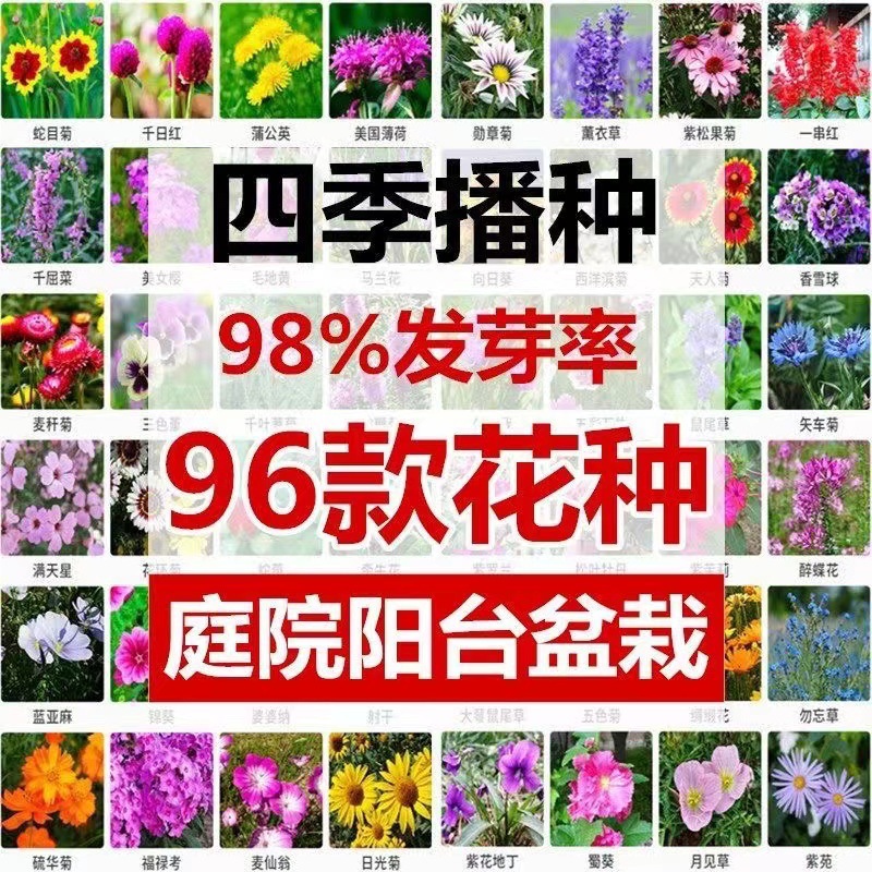 Household Seed Small Package Combination for Four Seasons Easy to Sow Home Gardening Flower Seed Factory Balcony Flower Seed