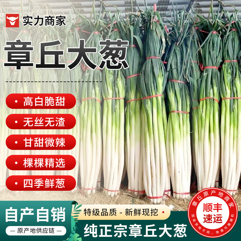 Аутентичный лук из Чжанчжоу, свежий лук, оптовая продажа