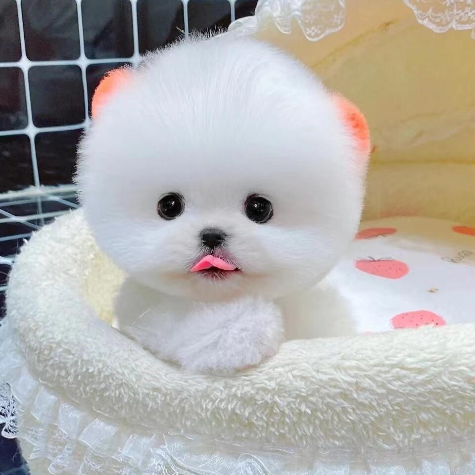 Purebred Pomeranian Puppies, Live Dogs, Pomeranian Small Dogs, Teacup Dogs, Shunji Dogs, Pet Dogs, Companion Dogs, Pet Dogs