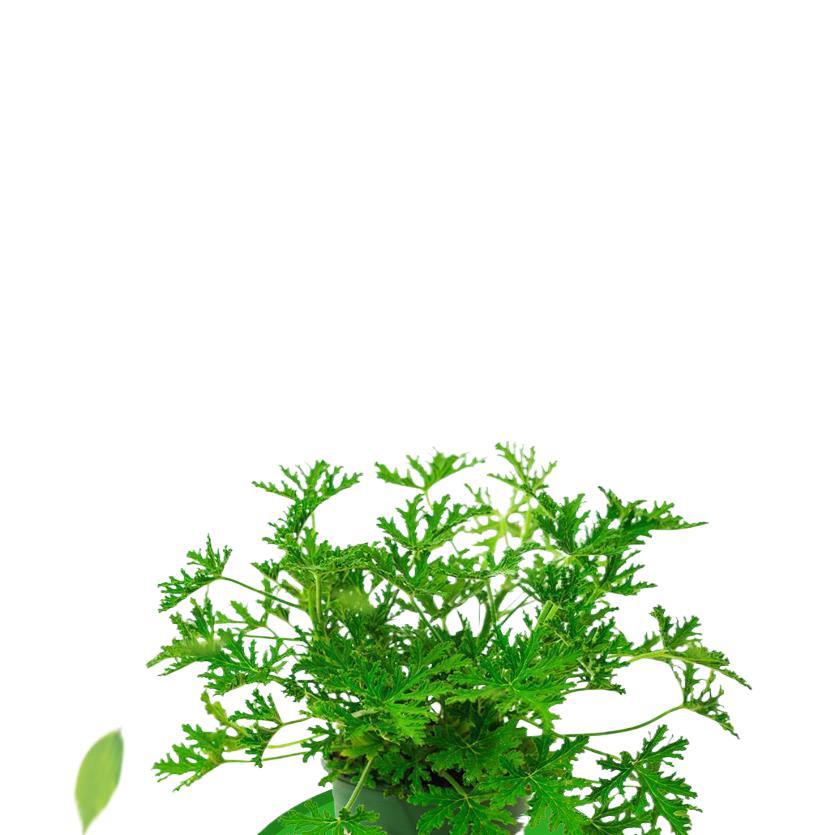 Mosquito Repellent Potted Plants, Outdoor and Indoor Green Plants, Mosquito Repellent Seeds, Courtyard Fragrant Leaves, Geranium Flowers, Anti-Mosquitoes