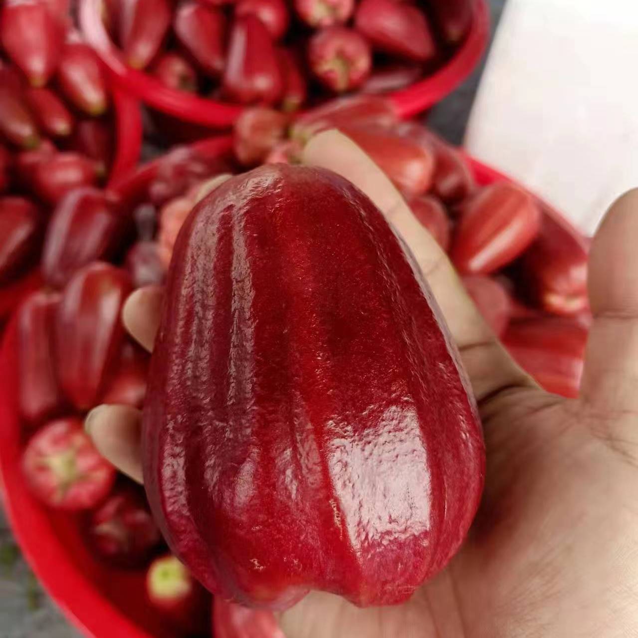 [Sf Express Optional] Hainan Black Diamond Lotus Mist Fruit Freshly Picked Small Fruits with Box 1.5-2.5kg Free Shipping