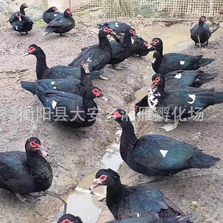 Wholesale Large Black Duck Ducklings, African Goose Ducklings, Black Duck Ducklings, One-Day-Old Ducklings with Vaccine Included