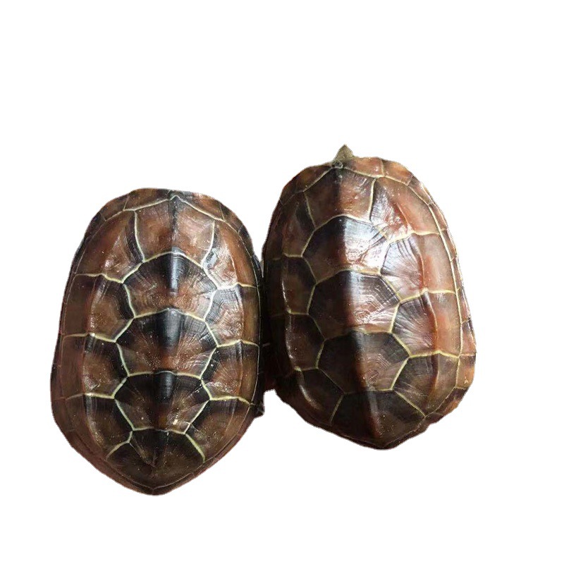Tortoise wholesale Chinese turtle golden line turtle live release size tortoise seedlings live pet turtle Longevity Turtle