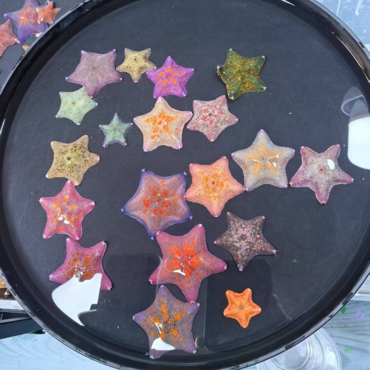 [Starfish Wholesale] Live Starfish Pet Pie Big Star Starfish Breeding Set Starfish Breeding Tank Boutique Starfish