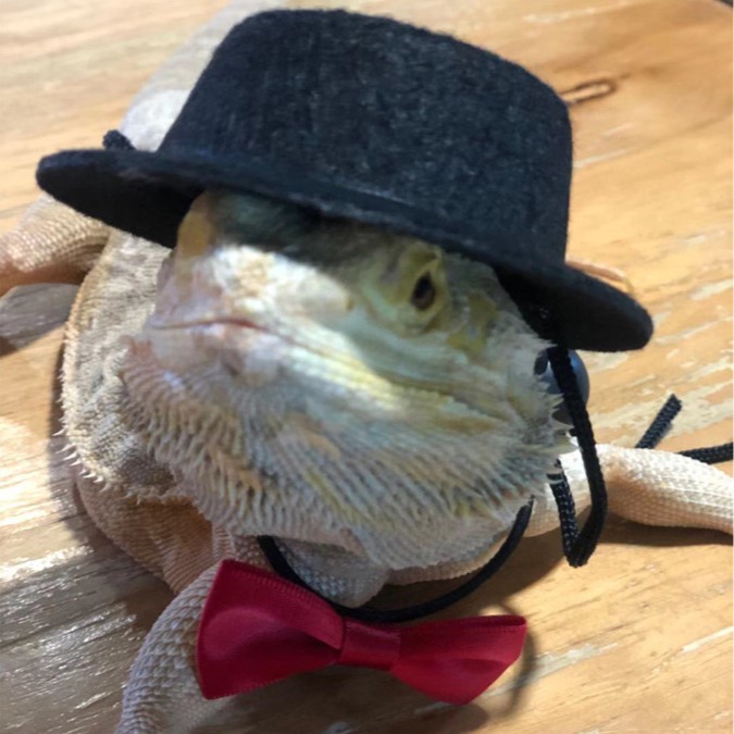 Lizard Top Hat Traction Rope Valentine's Day Set Climbing Pet Going Out Leather Wings Traction with Walking Lizard Rope