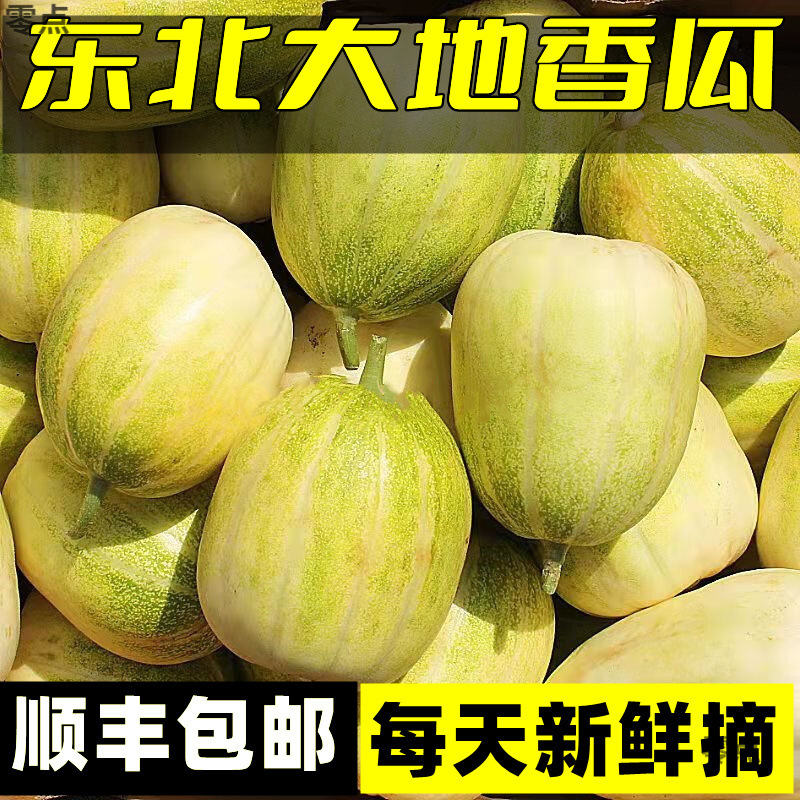 Свежая сезонная северо-восточная дыня, свежесобранная сладкая и хрустящая дыня, белый сахарный консервированный тонкокожий Цзиньми, трансграничная продажа