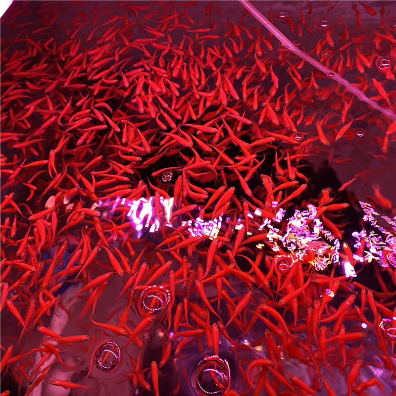 Экспериментальные красные зебрафиш синие зебрафиш живые низкотемпературные рыболовные места тропические декоративные рыбы маленькие ламповые рыбы хорошее разведение оптовая продажа