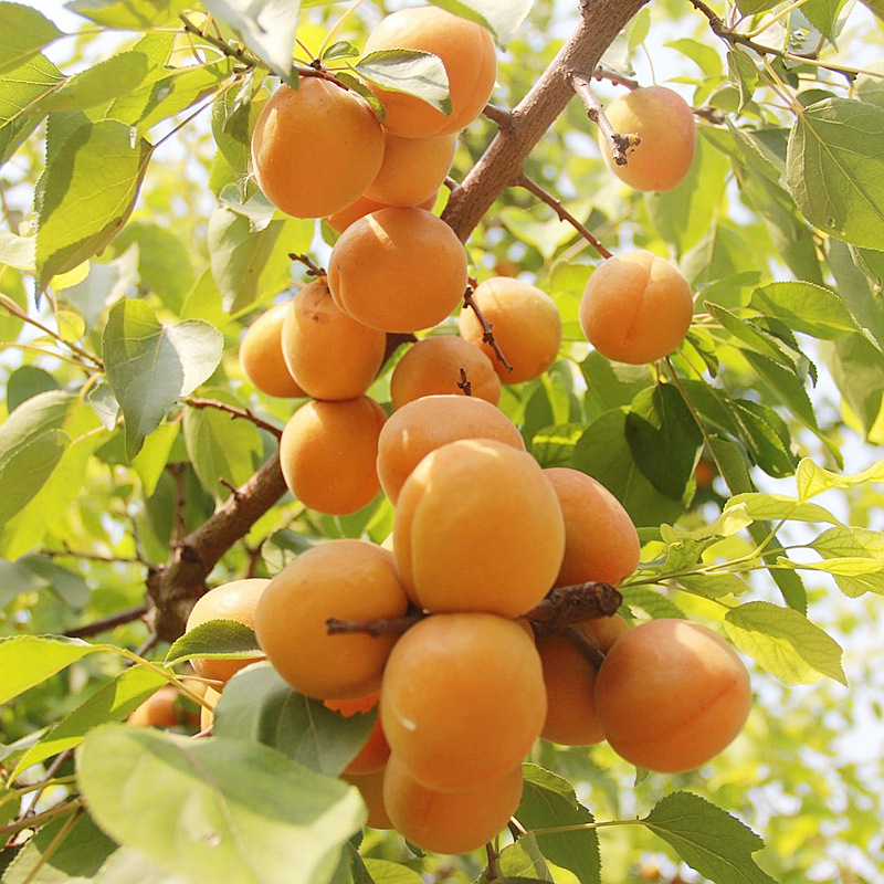 One-Piece Drop-Shipping Golden Apricot Saplings for Planting in the North and South, Four-Season Planting, Extra-Large Fruit Potted Grafted Sweet Apricot Saplings