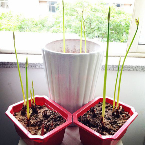 Base Wholesale Bianhua Seeds Manzhushahua Potted Bianhua Seed Bulbs Lycoris Flowers Indoor Four-Season Florals