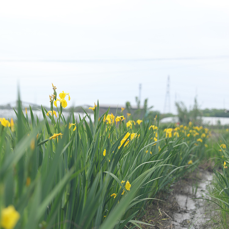 Yellow Flower Iris, Yellow Calamus, Aquatic Florals, Aquatic Plants, Fish Ponds, Pond Greening Plants, Yellow Calamus Seedlings