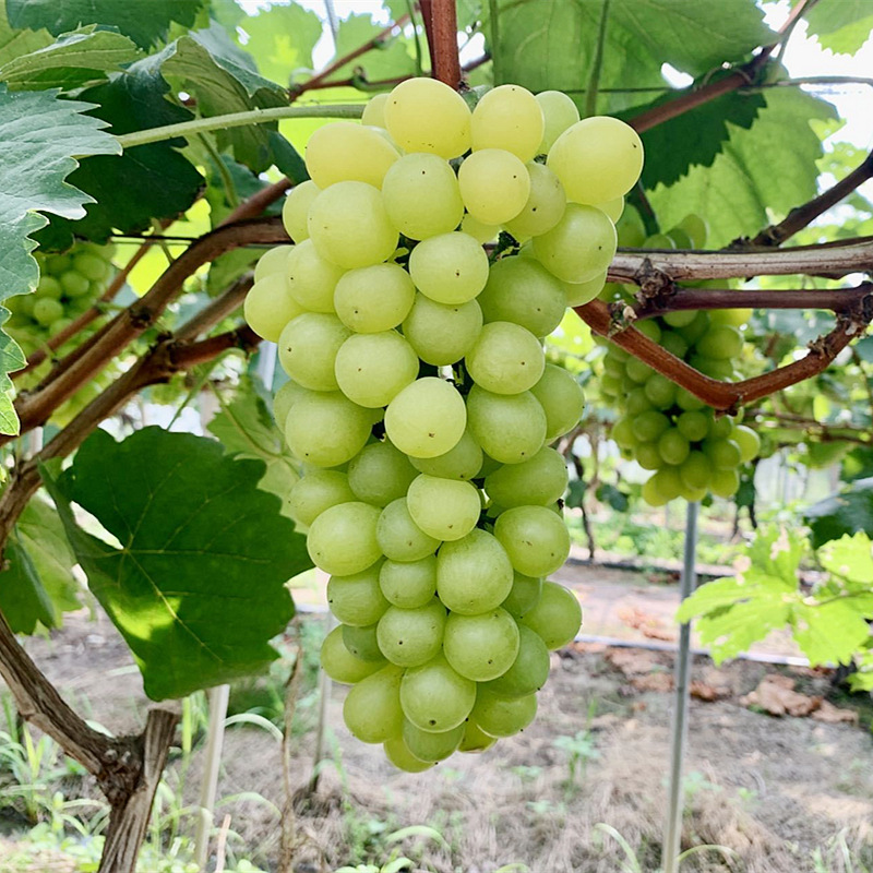 One-Piece Drop-Shipping of Drunk Golden Fragrant Grape Seedlings for Planting in Northern and Southern Courtyards, Potted Plants, Cold-Resistant Seedless Grafted Seedlings