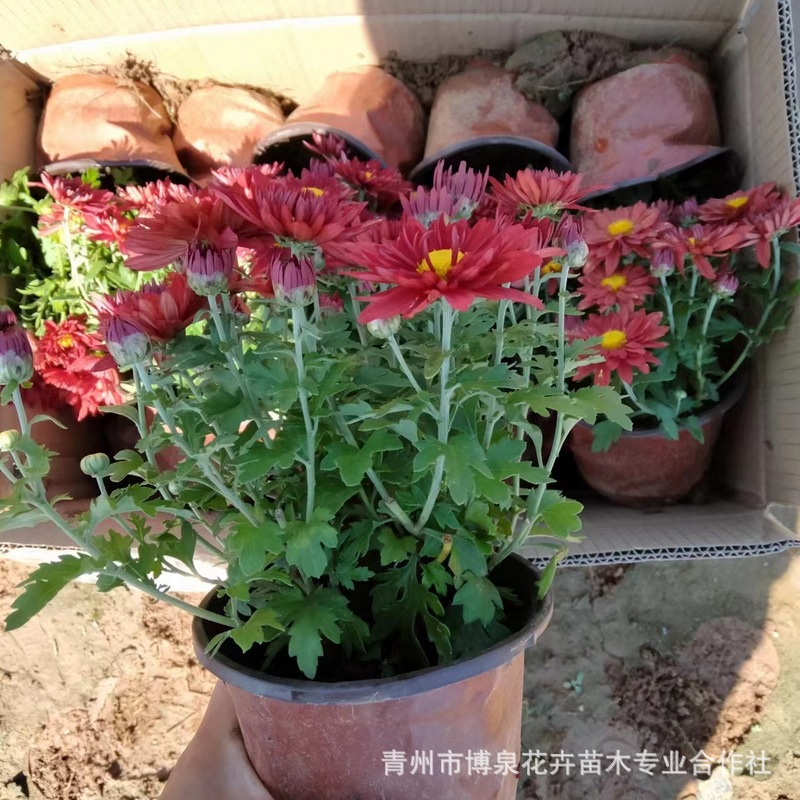 Base Wholesale National Day Chrysanthemum Two-Color Cup Potted Seedlings Flower Arrangement Rental Flower Festival Flower Sea National Day Chrysanthemum