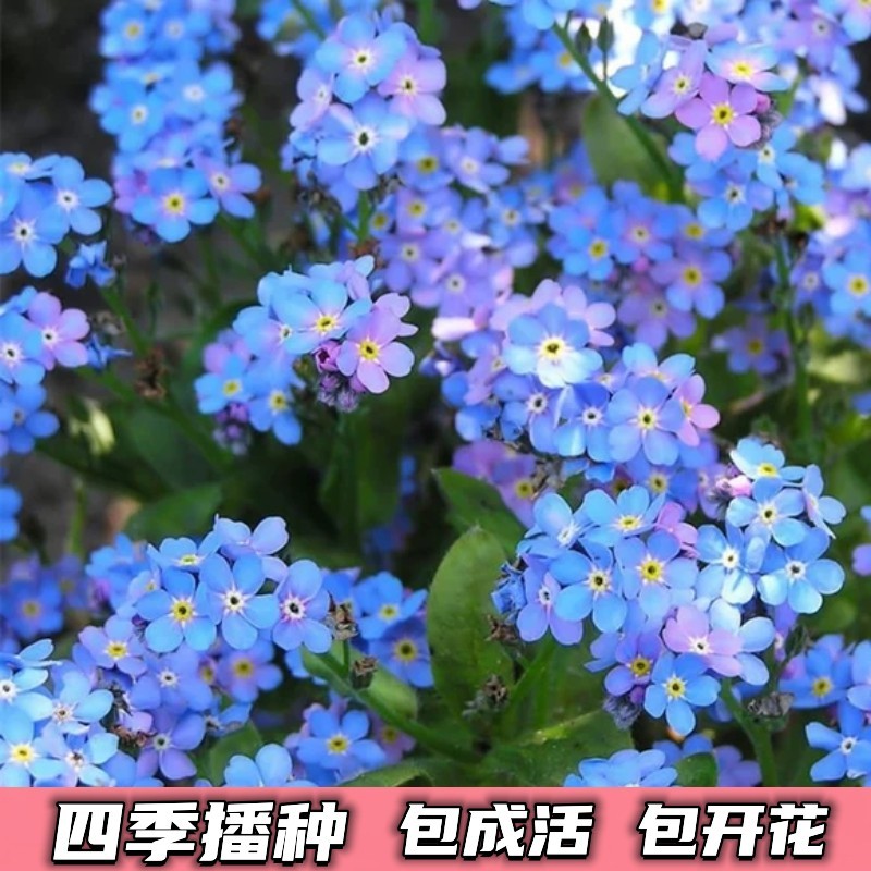 Семена незабудки, многолетние цветы, легкие в выращивании в любое время года