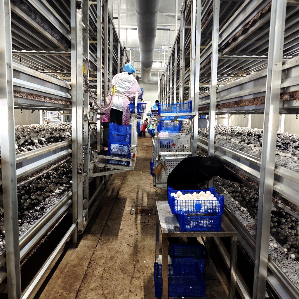 The Own Base of the Double-Spored Mushroom Planting Strains Is Also Using High-Quality Edible Mushroom Strains