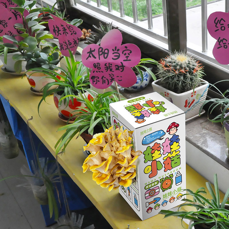 Flattened Mushroom Seedling Edible Bagged Mushroom Planting Seedling Balcony Fun Boxed DIY Children's Gift