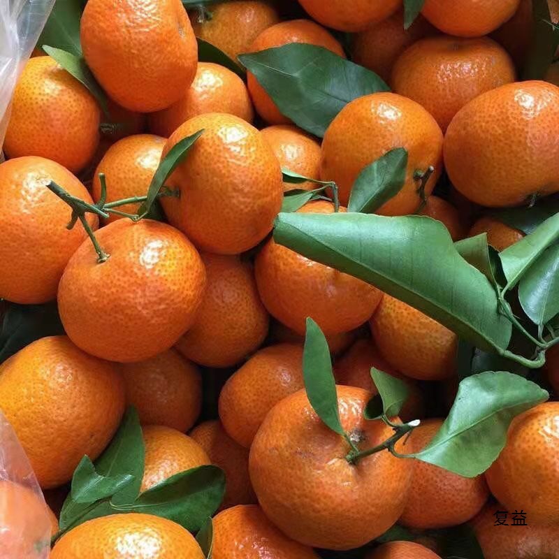 Freshly Picked Guangxi Sugar Oranges, Fresh Fruits with Thin Skin and Juicy Oranges, Super Sweet Sugar Oranges
