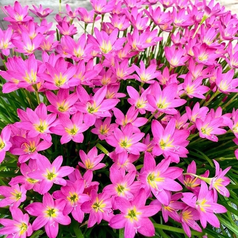 Wind and Rain Orchid Bulbs Pink Wind and Rain Orchid Plant Potted Bulb Flowers Blooming in All Seasons Green Plants Leek Ball Seedlings Wind and Rain Orchid