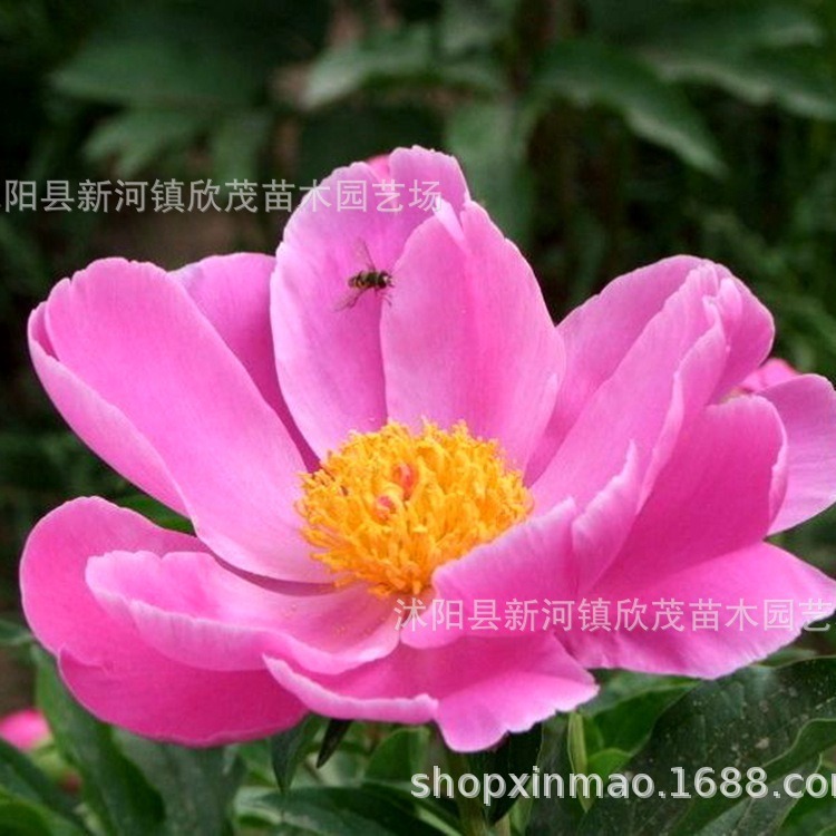 Peony Flower Seedlings with Buds, Cold-Resistant Roots, Easy to Survive in All Seasons, Indoor and Outdoor Flowering, Fragrant Peony Root Seedlings