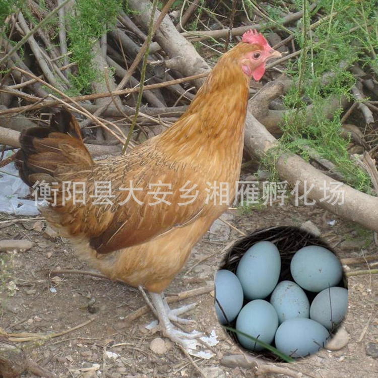 Mayu High-Yielding Green-Shell Laying Hen Seedlings Mixed Seedlings Male and Female Wholesale Green-Shell Laying Hen Female Seedlings Multi-Yielding Laying Hen Seedlings Live