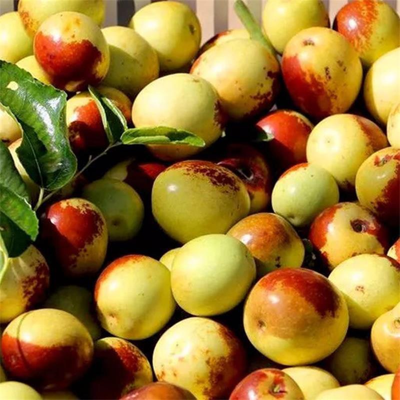 Shaanxi Dali Winter Jujube Direct from the Place of Origin, Fresh Jujube, Winter Jujube, Free Shipping, Seasonal Fruit, Winter Jujube, One Piece Drop Shipping