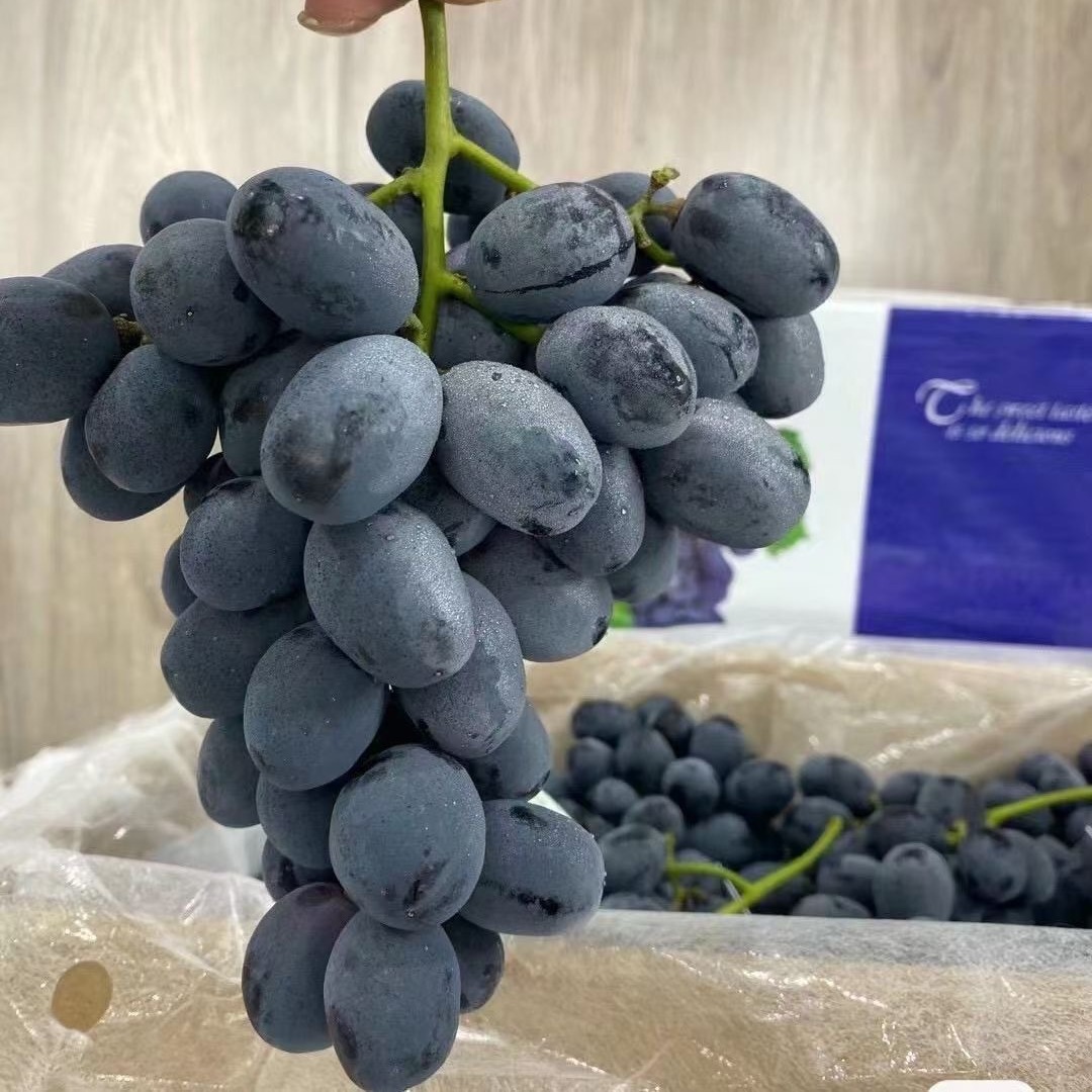Supply of Australian Sweet King (Australian Nuclear) Grafted Grape Seedlings Grafted Grape Seedlings 0.5 or Above Low Price