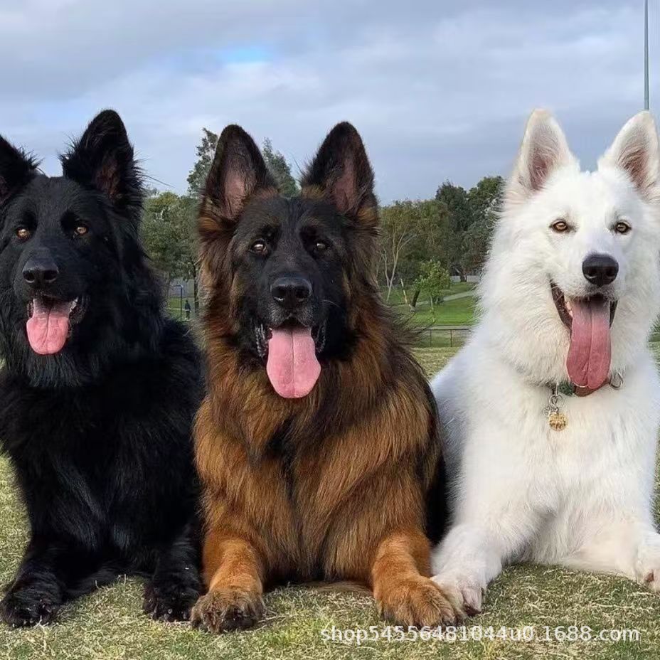 Purebred Swiss Shepherd Puppy Living Dog Pure White German Shepherd Guard Dog Working Dog Military Police Dog Pet Dog