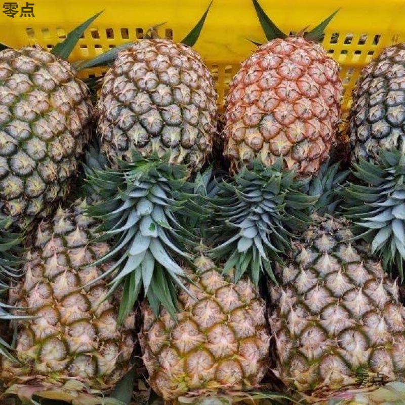 Hainan Golden Pineapple 5kg Pack Golden Pineapple Fresh Tropical Seasonal Fruit for Pregnant Women Non-Super Sweet 4-5