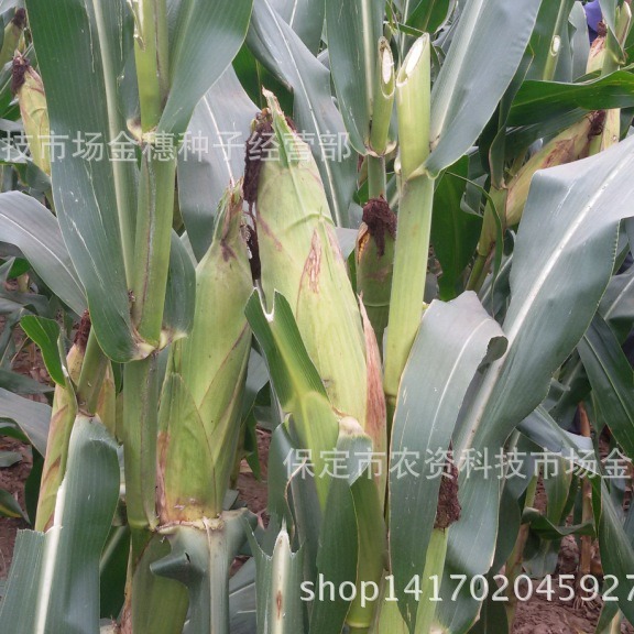 Spring Sowing Common Agricultural Hybrid Corn Seeds Wholesale Huxin H9018 Corn Seeds Hybrid Seeds