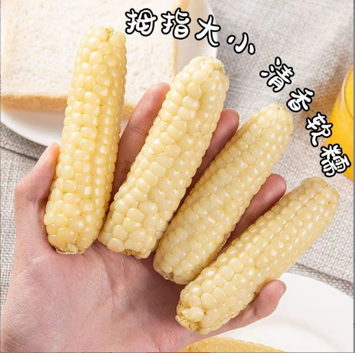 Yunnan Xishuangbanna Thumb Corn Instant Breakfast Substitute Fresh Dai Sweet Waxy Mini Finger Corn