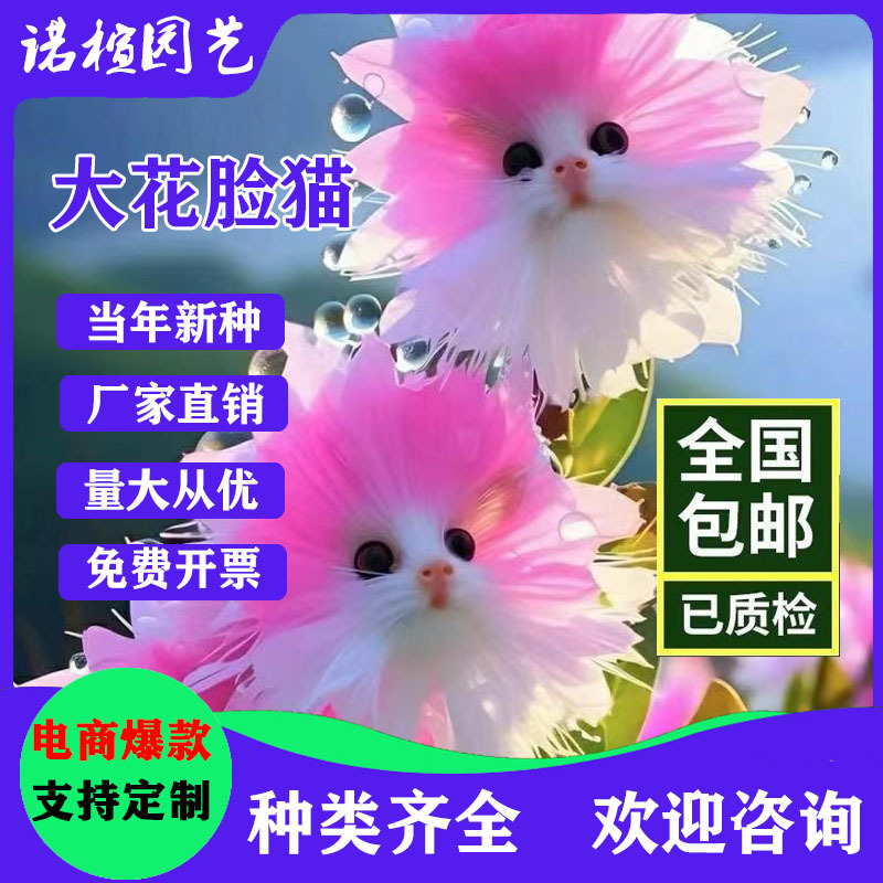 Hot-Selling Big-Faced Cat Orchid That Fills the House with Fragrance. New Potted Plant with Cute Appearance and Fragrant Fragrance to Remove Formaldehyde
