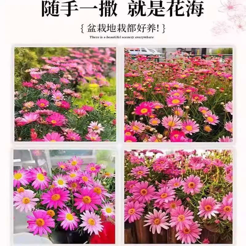 Mothballs Seeds, Mosquito Repellent Grass, Insect Repellent Chrysanthemum Mixed Color Flower Seeds, Original Four-Season Vegetable and Flower Seeds