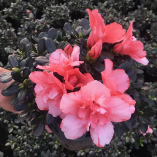 Four-Season Azalea Seedlings Potted Flower Plants Azalea Saplings Blooming in All Seasons Courtyard Balcony Greening Seedlings