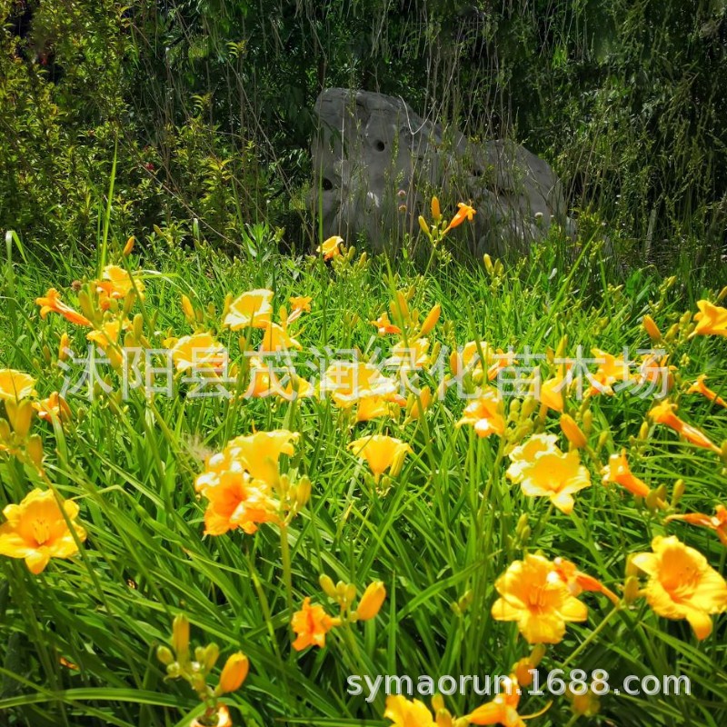 Supply of Cold-Resistant Ground Cover Perennial Florals Golden Doll Hemerocallis Seedlings Courtyard Road Park Greening with Strong Adaptability