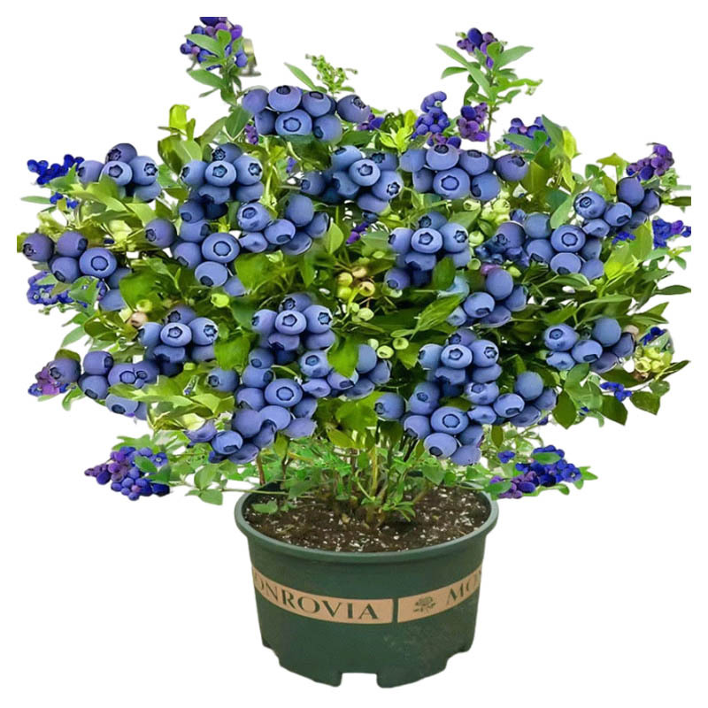 Extra Large Fruit Blueberry Tree Seedlings Potted Ground Planting with Fruit Shipped to the North and South for All Year Round Fruiting Cold-Resistant Blueberry Seedlings