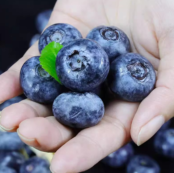 Yunnan Blueberry Fresh Fruit Gift Box Seasonal Alpine L25 Floral Fresh Fruit Pregnant Women Yi Ke Blue Plum Whole Box