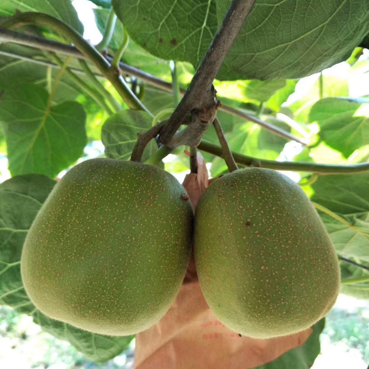 Sichuan Pujiang Red Heart Kiwi Fresh Fruit, Directly Picked, First-Grade Quality, Seasonal Fruit, Sweet and Fragrant
