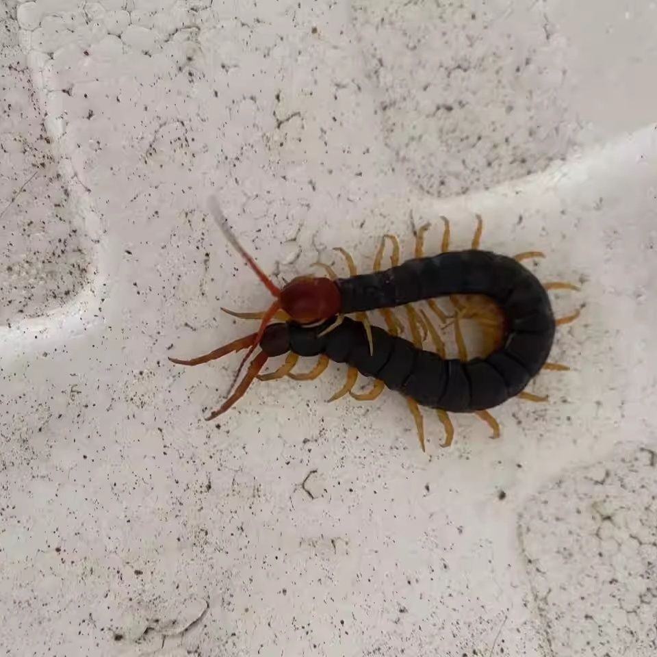 Scorpions, Centipedes, Earth Elements, Fresh Insects, Tiger-Headed Bees, Cockroaches, Dung Beetles, Grubs, Black Ants