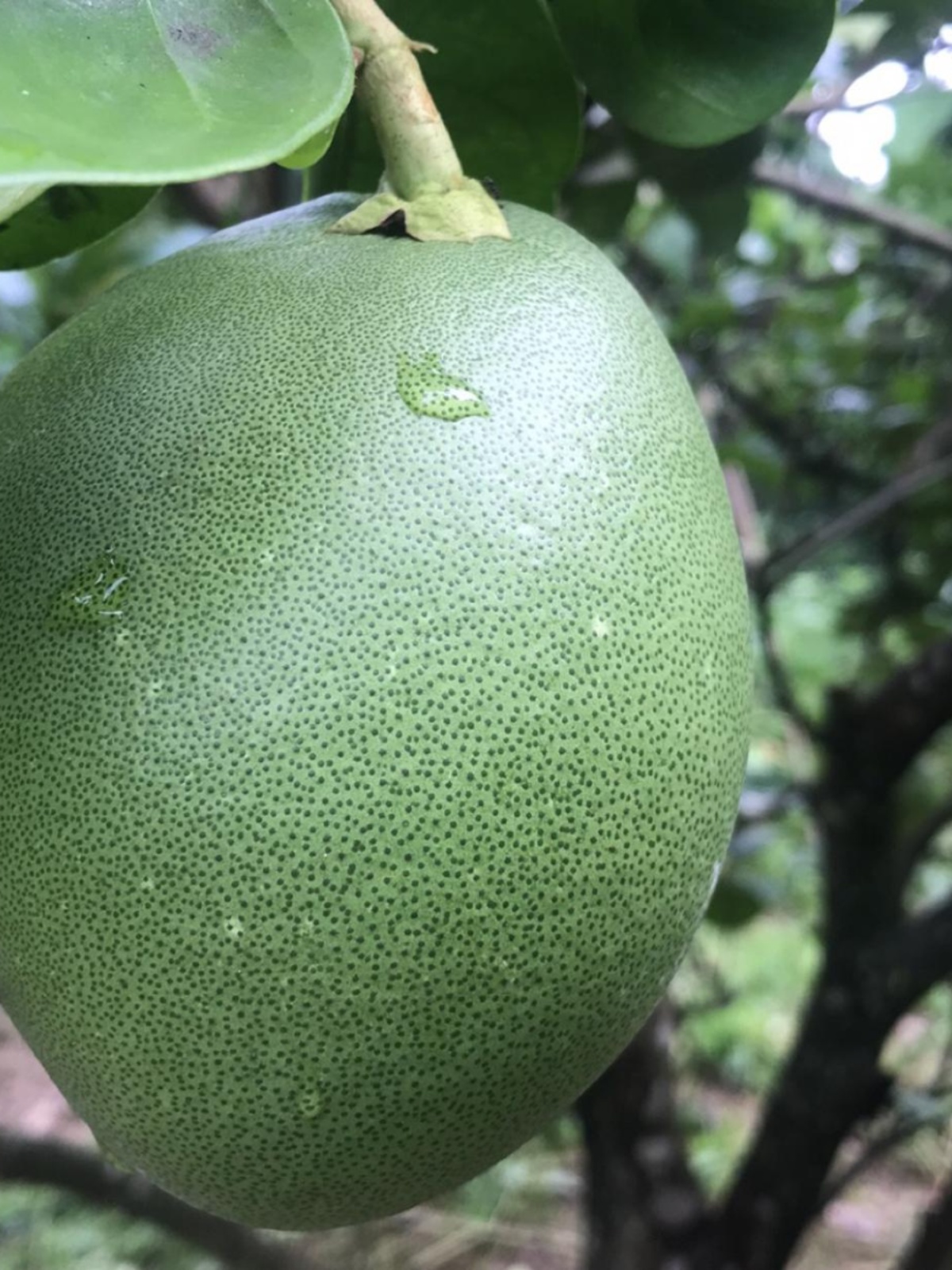 Fresh Grapefruit Peel to Remove Formaldehyde, Thick Peel, New House Decoration, New Car Odor Absorption, Refrigerator Deodorization, Grapefruit Sugar Pickles, Boiled Water